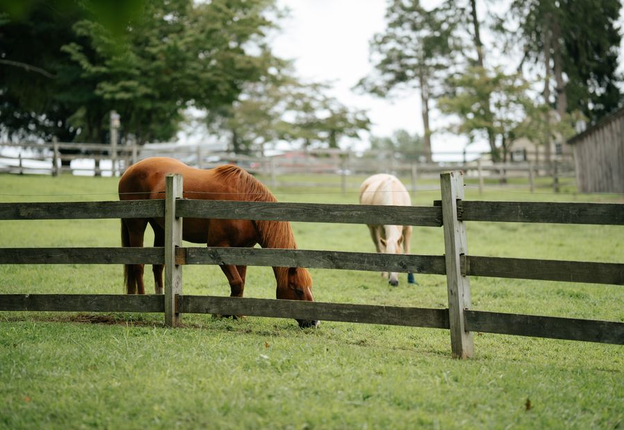 Four board horse fence painted white along a pasture paddock line
