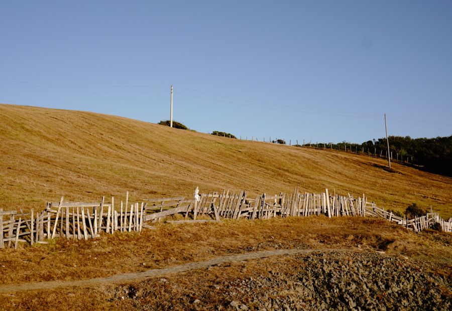 Old barbed wire fence and rotted posts pulled out and a cleared fence line staked for rebuild