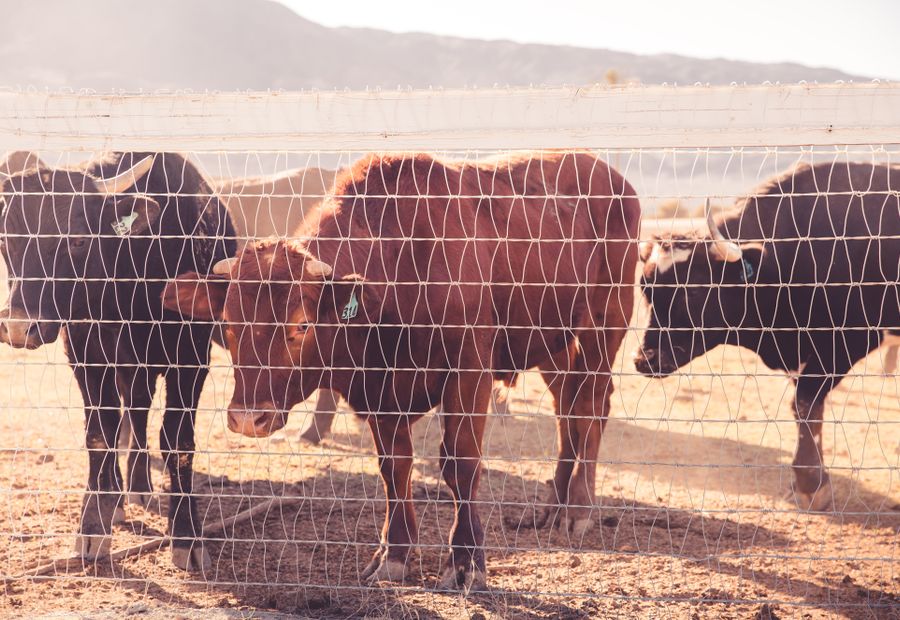 Fixed knot woven wire field fence stretched tight over rolling pasture ground