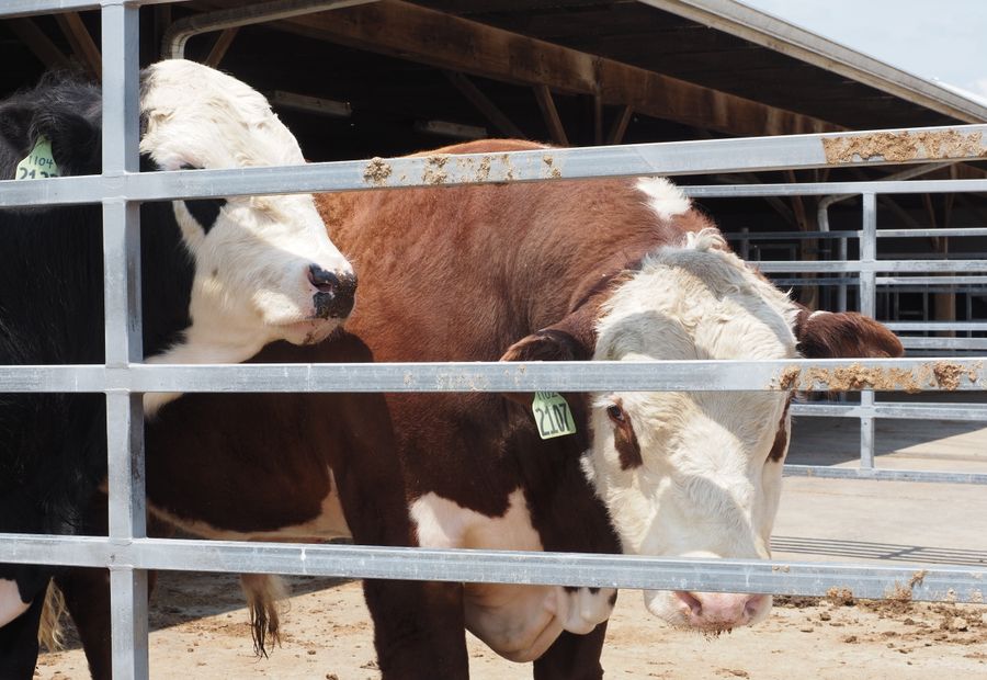 Welded pipe corral and working pen with continuous rail and a steel gate